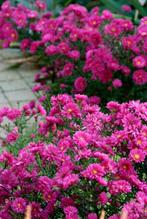 Aster dumosus 'Jenny', Ophalen, Vaste plant