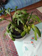 Sterke Kerstcactus die roze bloemen geeft, Huis en Inrichting, Kamerplanten, Ophalen of Verzenden