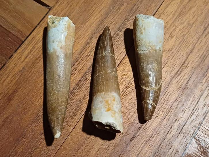 Keuze uit 3 plesiosaurus tanden - 20€/stuk, Verzamelen, Mineralen en Fossielen, Fossiel, Ophalen of Verzenden