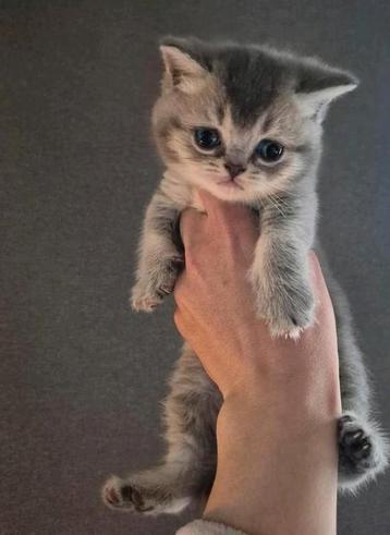 Brits korthaar Kittens, Dieren en Toebehoren, Katten en Kittens | Raskatten | Korthaar, Kater, Gechipt, 0 tot 2 jaar