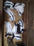 Jonge lotharinger konijnen, Dieren en Toebehoren, Konijnen, Meerdere dieren, Groot, 0 tot 2 jaar
