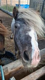 2 shetland hengstjes zoeken droog plaatsje.750 euro beide, Dieren en Toebehoren, Pony's
