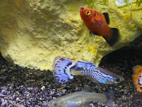 jonge guppys en platty en gratis drijfplantjes erbij, Dieren en Toebehoren, Vissen | Aquariumvissen, Zoetwatervis, Vis, Schoolvis