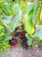 Incapijl, bio en onbespoten, Tuin en Terras, Planten | Tuinplanten, Ophalen