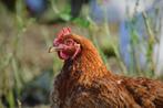Broedeieren, Dieren en Toebehoren, Geslacht onbekend, Kip