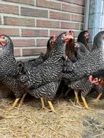 Legkippen kippen legklaar  , enorm ruime keuze legkip, Dieren en Toebehoren, Pluimvee