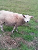 Schaap   (ooi), Dieren en Toebehoren, Vrouwelijk, Schaap, 3 tot 5 jaar