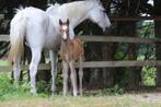 Veulen top afstamming!, Dieren en Toebehoren, Paarden, Springpaard, Gechipt, Niet van toepassing, 0 tot 2 jaar