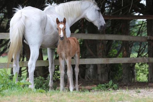 Veulen top afstamming!, Dieren en Toebehoren, Paarden, Hengst, Niet van toepassing, 165 tot 170 cm, 0 tot 2 jaar, Springpaard