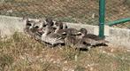 siereenden, Dieren en Toebehoren, Pluimvee