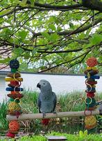 papegaaien speelgoed papegaaienspeelgoed