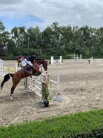 12 jarige drachtige merrie te koop!, 11 ans ou plus, 165 à 170 cm, Vermifugé, Cheval de saut