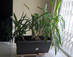 3 yuccas avec pot, Huis en Inrichting, Kamerplanten, 100 tot 150 cm, Yucca, Halfschaduw, In pot