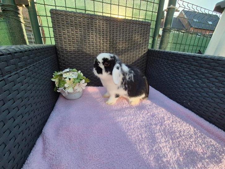 Super lieve mooie Minilop zusjes, Dieren en Toebehoren, Konijnen, Dwerg, Vrouwelijk, 0 tot 2 jaar, Hangoor