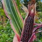 Stars and Stripes - Mais zaden, Verzenden