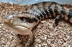 Tiliqua sp. Irian Jaya 2024, Animaux & Accessoires, Reptiles & Amphibiens