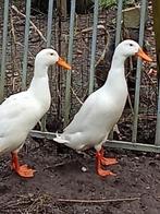 loopeend, Dieren en Toebehoren, Pluimvee