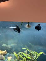 Amatitlania nigrofasciata