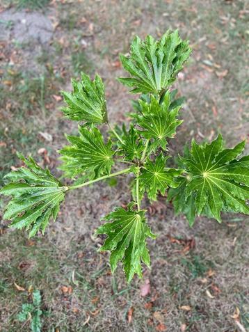 Japanese aralia/ vinger plant -70 cm h beschikbaar voor biedingen