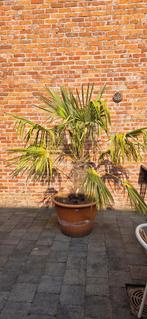grote palmboom (met pot +-170cm), Tuin en Terras, 100 tot 250 cm, Palmboom, Ophalen, Volle zon