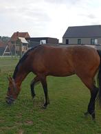 Super brave merrie, Dieren en Toebehoren, Paarden, Merrie, Niet van toepassing, 165 tot 170 cm, 11 jaar of ouder