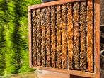 Bijenvolk, Dieren en Toebehoren, Bijen