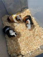 Cavia’s, Animaux & Accessoires, Rongeurs, Cobaye
