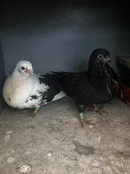 Pigeon canario, Animaux & Accessoires, Sexe inconnu, Boulant