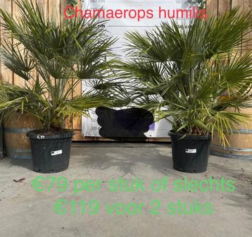 Chamaerops humilis! beschikbaar voor biedingen