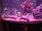 aquarium met  axolotls, Dieren en Toebehoren