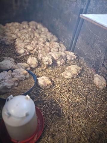 Mesthaantjes  beschikbaar voor biedingen