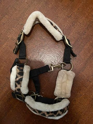 Shetlander halster beschikbaar voor biedingen