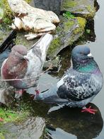 Les rois pigeons, Animaux & Accessoires, Oiseaux | Pigeons