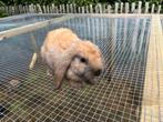 Franse Hangoren, Dieren en Toebehoren, Konijnen