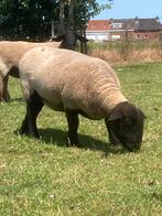 Tweejarige Suffiolk topooi met haar ramlam, Dieren en Toebehoren, Schapen, Geiten en Varkens