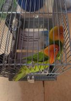 Agapornis, Perroquet nain ou Inséparable, Bagué