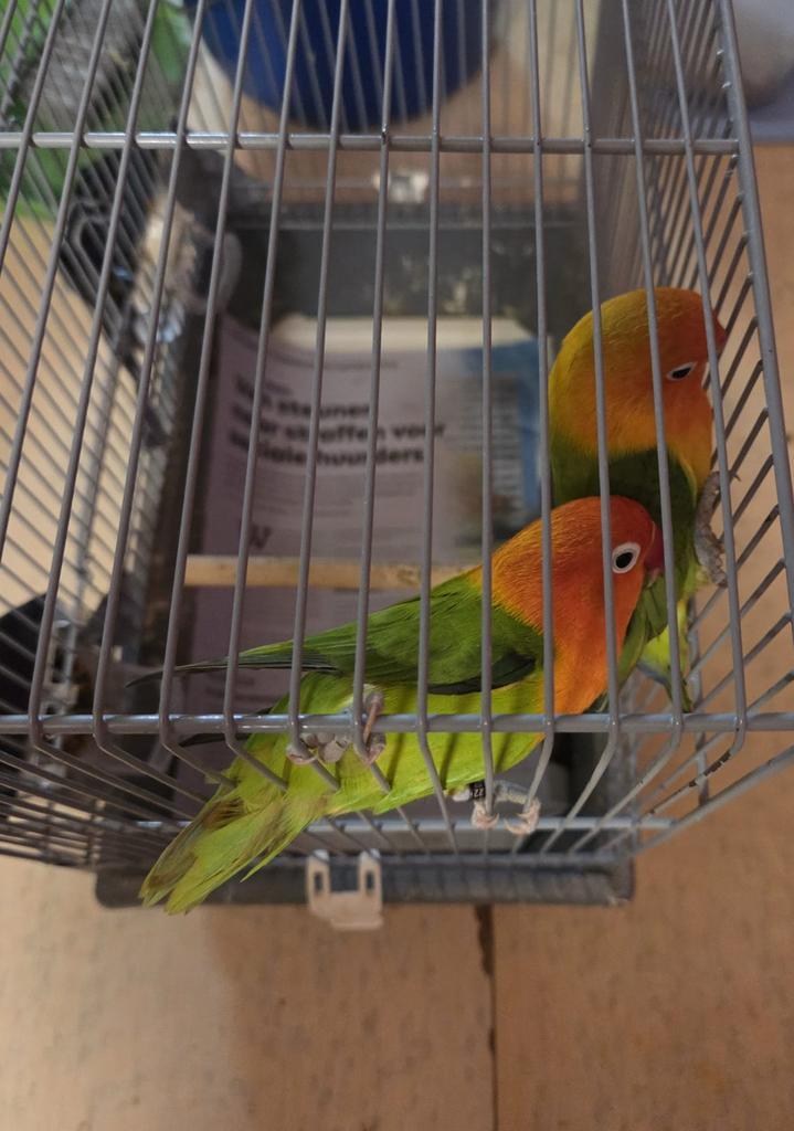 Agapornis, Dieren en Toebehoren, Vogels | Parkieten en Papegaaien, Dwergpapegaai of Agapornis, Geringd