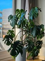 Monstera plant, Huis en Inrichting, Groene kamerplant, Ophalen, Halfschaduw, 100 tot 150 cm