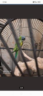 Tekoop Man derbyan papagaei, Dieren en Toebehoren