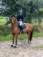 Super goede d pony te koop, Dieren en Toebehoren, Ruin, Niet van toepassing, D pony (1.37m tot 1.48m), 11 jaar of ouder