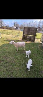 Brebis de 2 ans à vendre avec ses deux petits, Animaux & Accessoires, Mâle