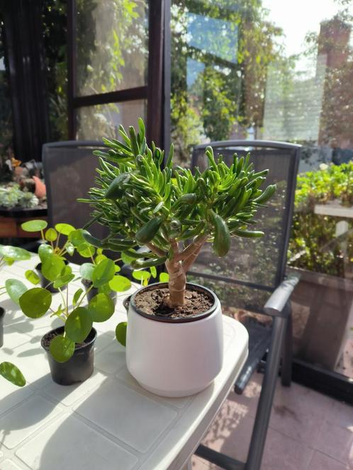 Prachtige crassula horntree vetplant, Maison & Meubles, Plantes d'intérieur, Plante succulente, Moins de 100 cm, Plante verte