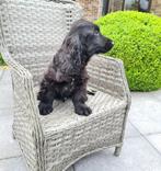engelse cocker pup zwart reutje, België, 15 weken tot 1 jaar, Reu, CDV (hondenziekte)