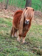 Shetland, Dieren en Toebehoren, Pony's, Hengst, A pony (tot 1.17m), Gechipt, 0 tot 2 jaar