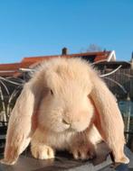 Raszuivere Franse hangoor konijnen groot van formaat., Dieren en Toebehoren, Konijnen, Meerdere dieren, Groot, Hangoor, 0 tot 2 jaar