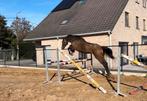 Recreatie paard, Dieren en Toebehoren, Paarden, Gechipt, Ruin, 3 tot 6 jaar, Recreatiepaard