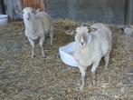 rammen, Dieren en Toebehoren, Schapen, Geiten en Varkens, Mannelijk, Schaap, 0 tot 2 jaar