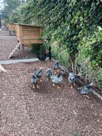 Wyandotte  kuikens, Dieren en Toebehoren