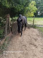 Zwarte ruin GRATIS 27 jaar, Ruin, Zadelmak, 11 jaar of ouder, Recreatiepaard