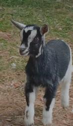 Dwerggeit mieke, Femelle, Chèvre, 0 à 2 ans
